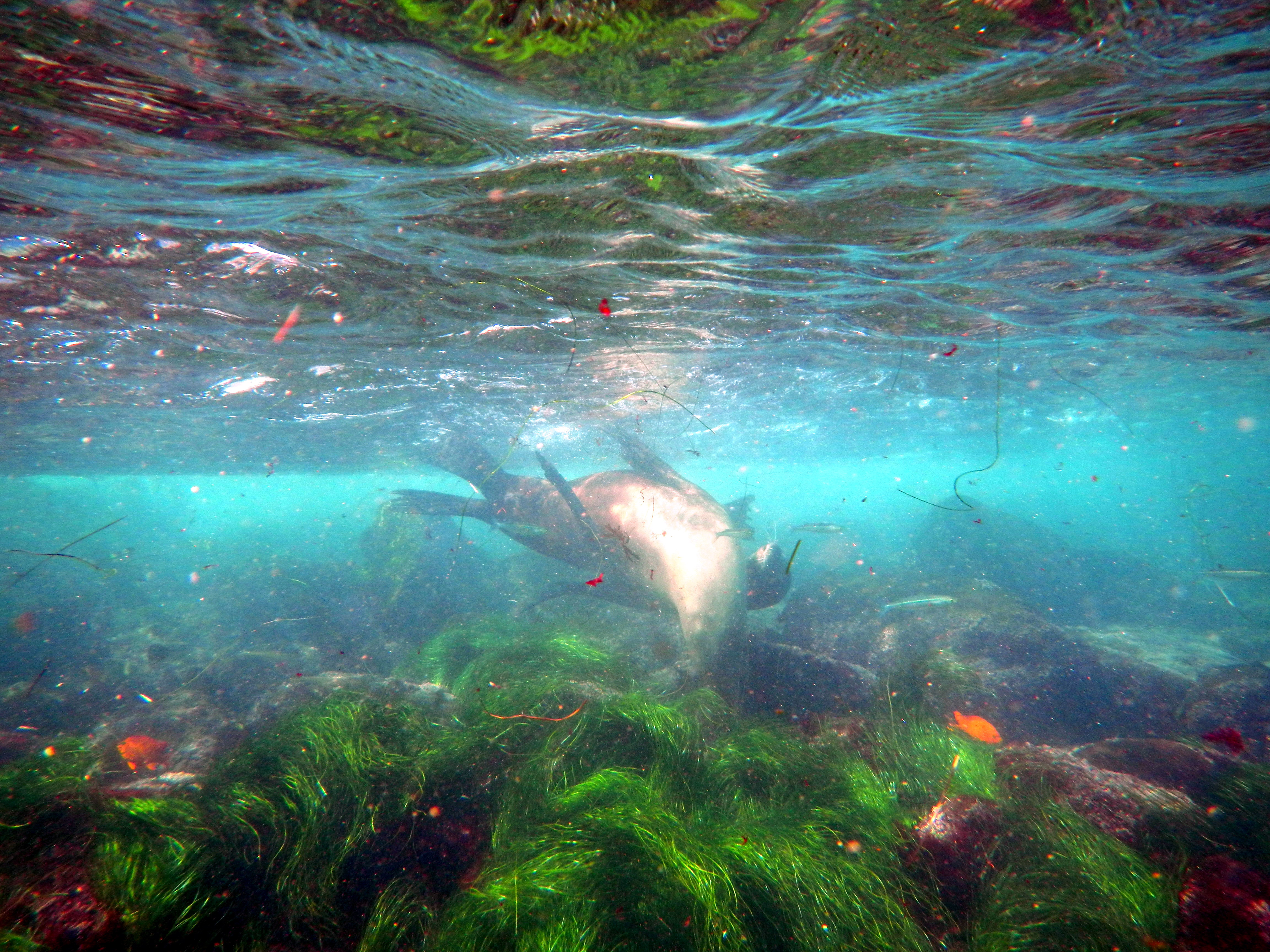 Sea Lions at La Jolla Cove